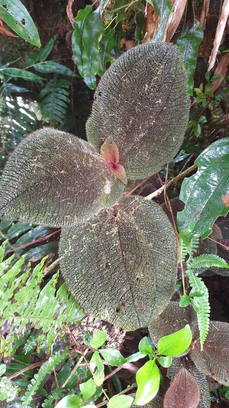 Miconia spectabilis photo 6