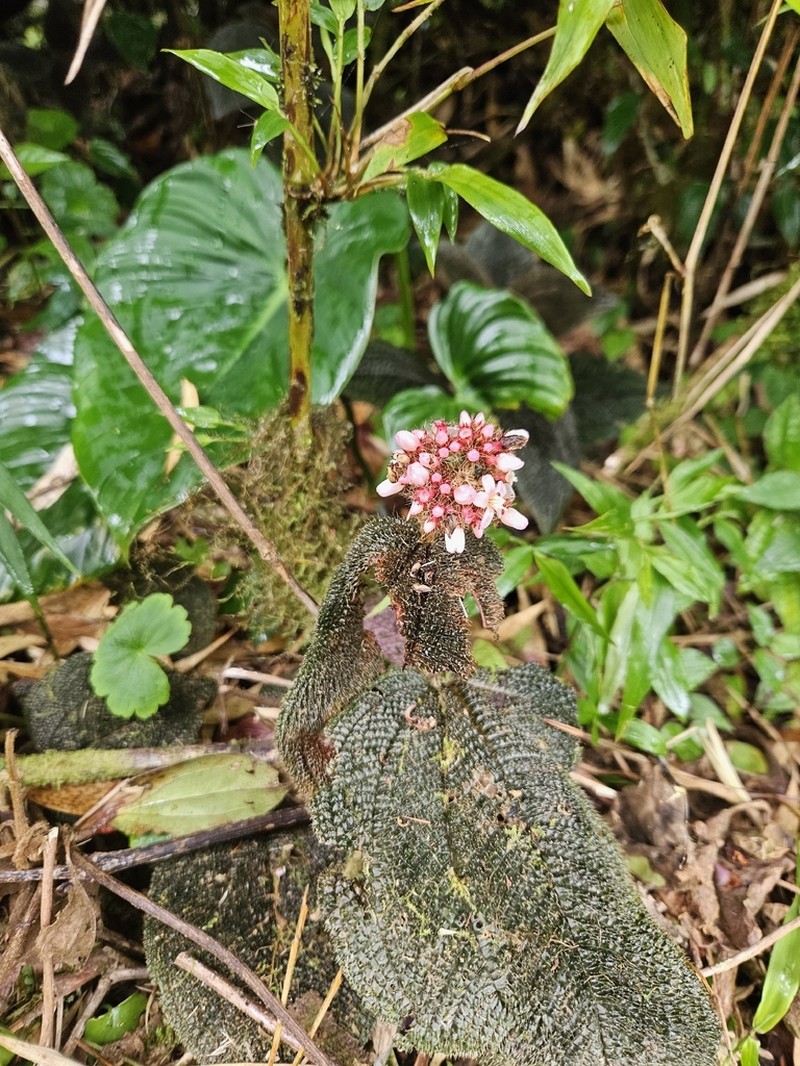 Miconia spectabilis photo 7