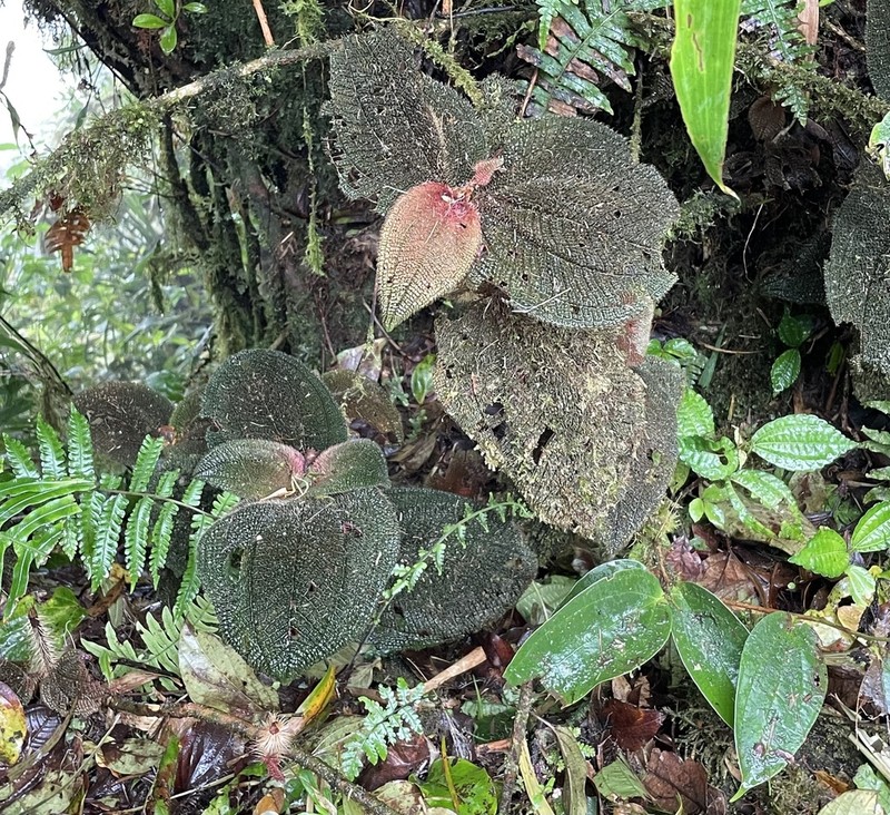 Miconia spectabilis photo 8