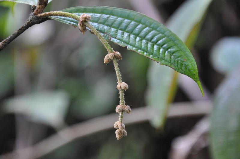 Miconia spicata