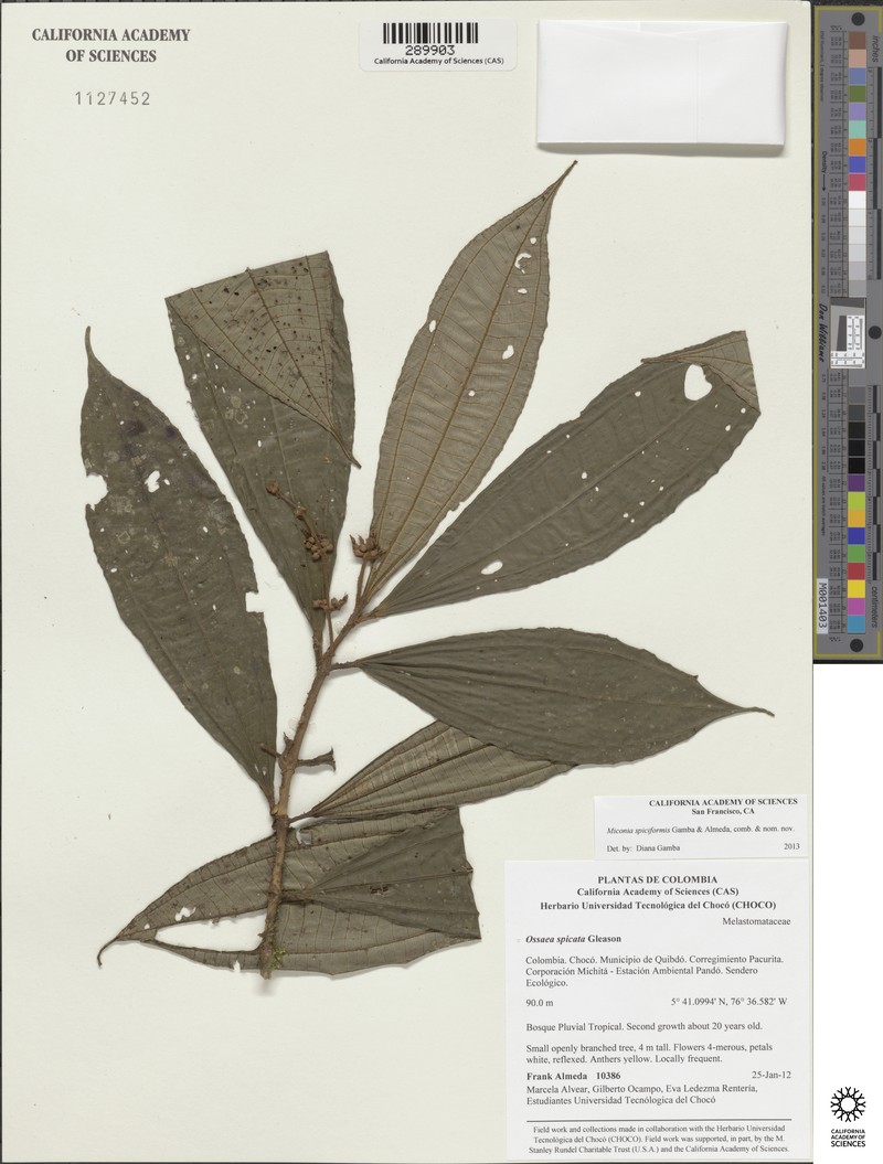 Miconia spicata photo 2