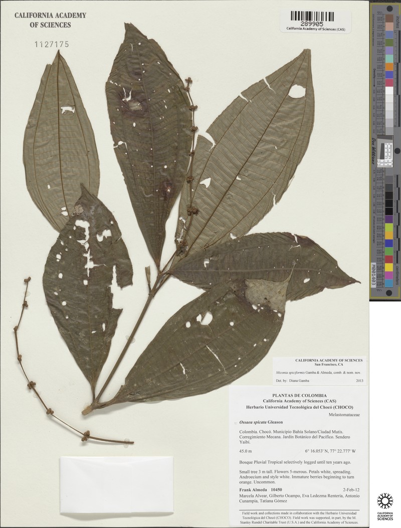Miconia spicata photo 3
