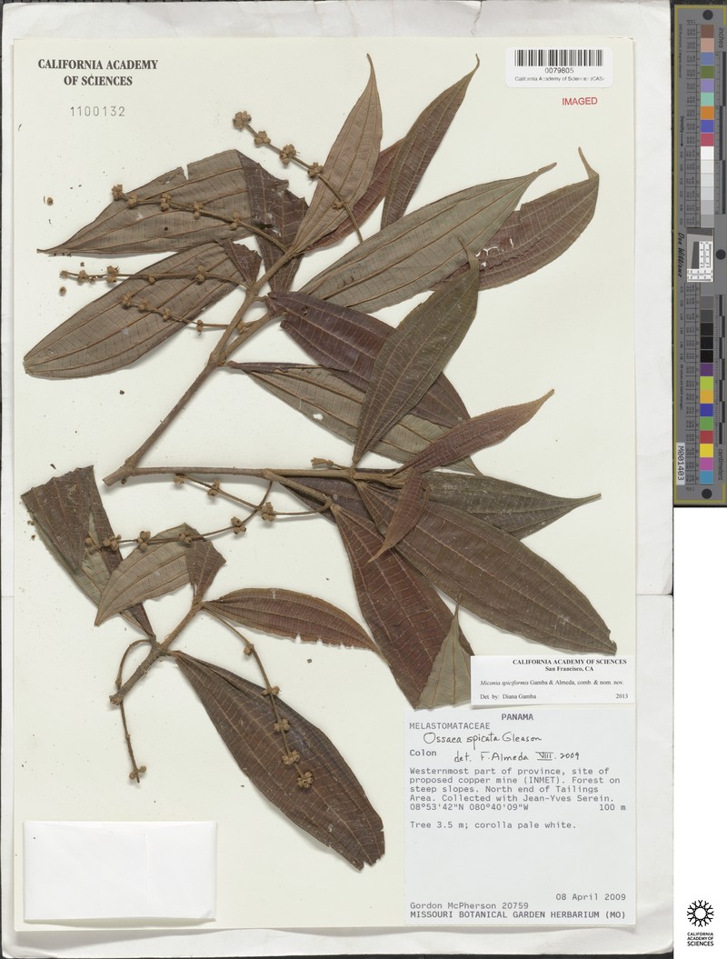 Miconia spicata photo 4