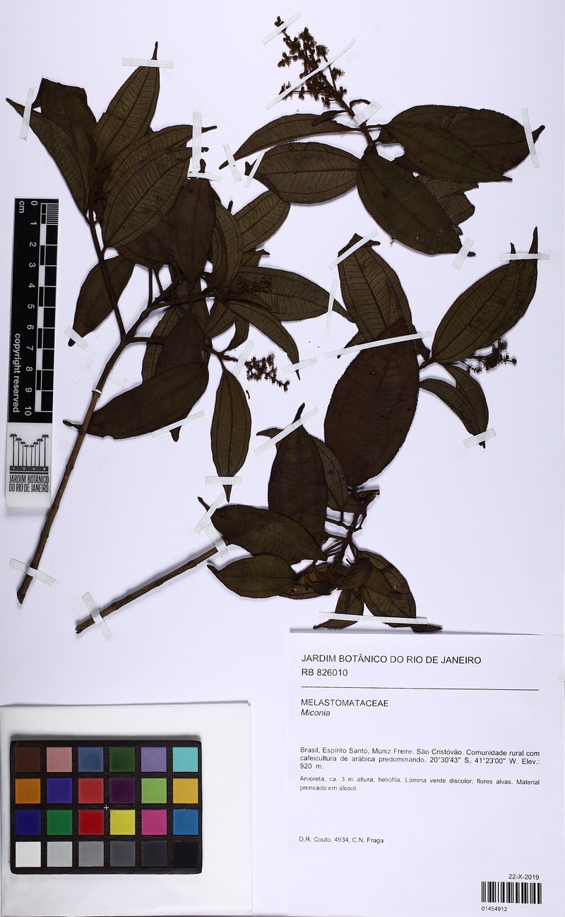 Miconia spiritusanctensis