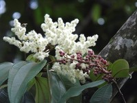 White-Flower Johnnyberry