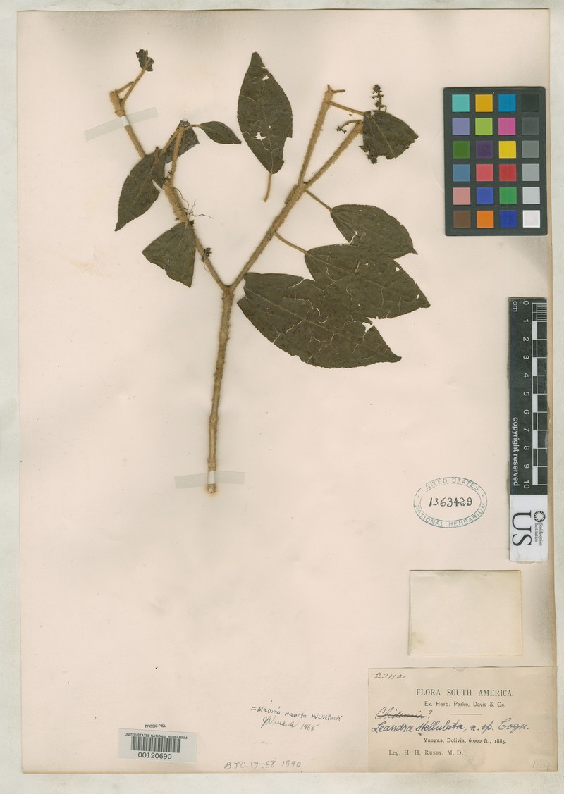 Miconia stellulitricha