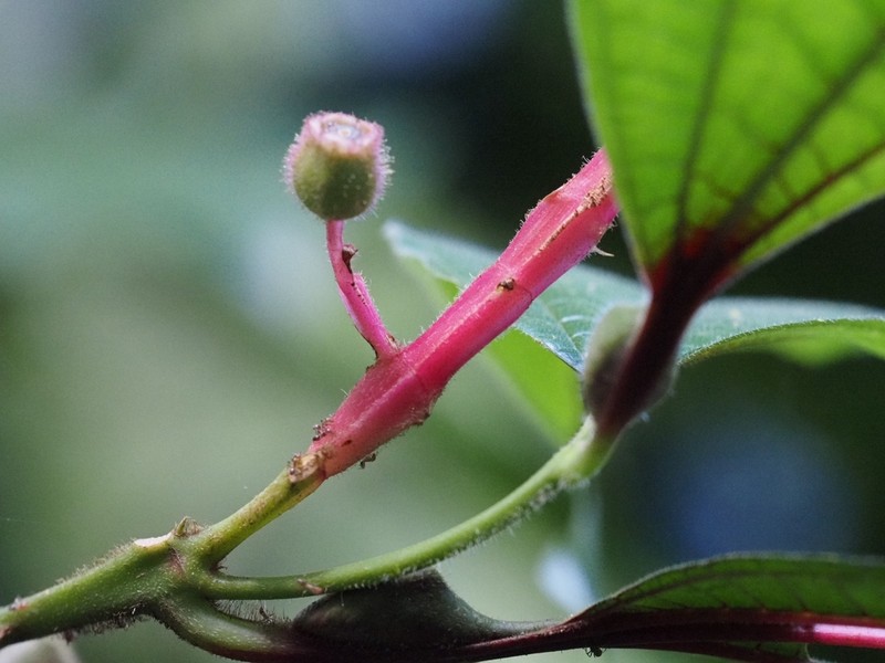 Miconia stenoptera