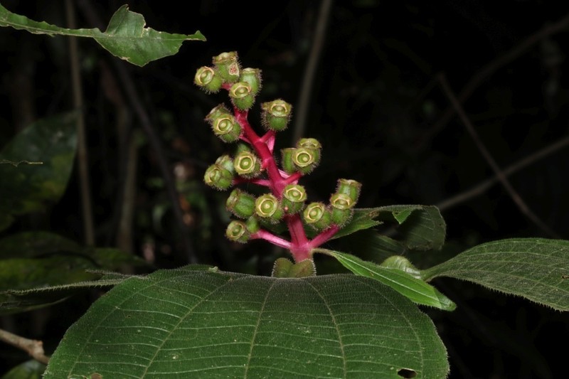 Miconia stenoptera photo 2