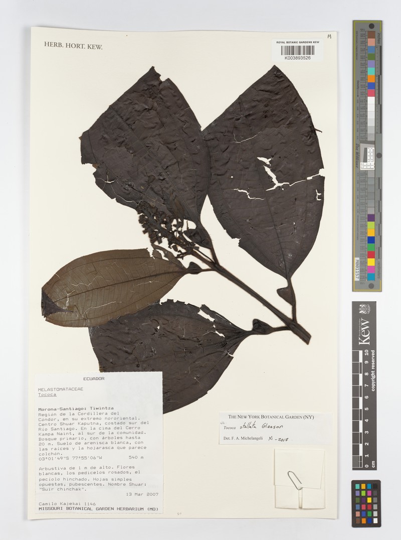 Miconia stenoptera photo 3
