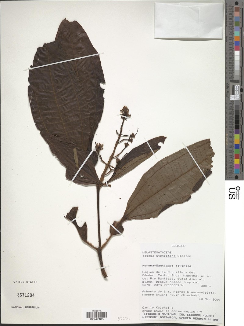 Miconia stenoptera photo 4