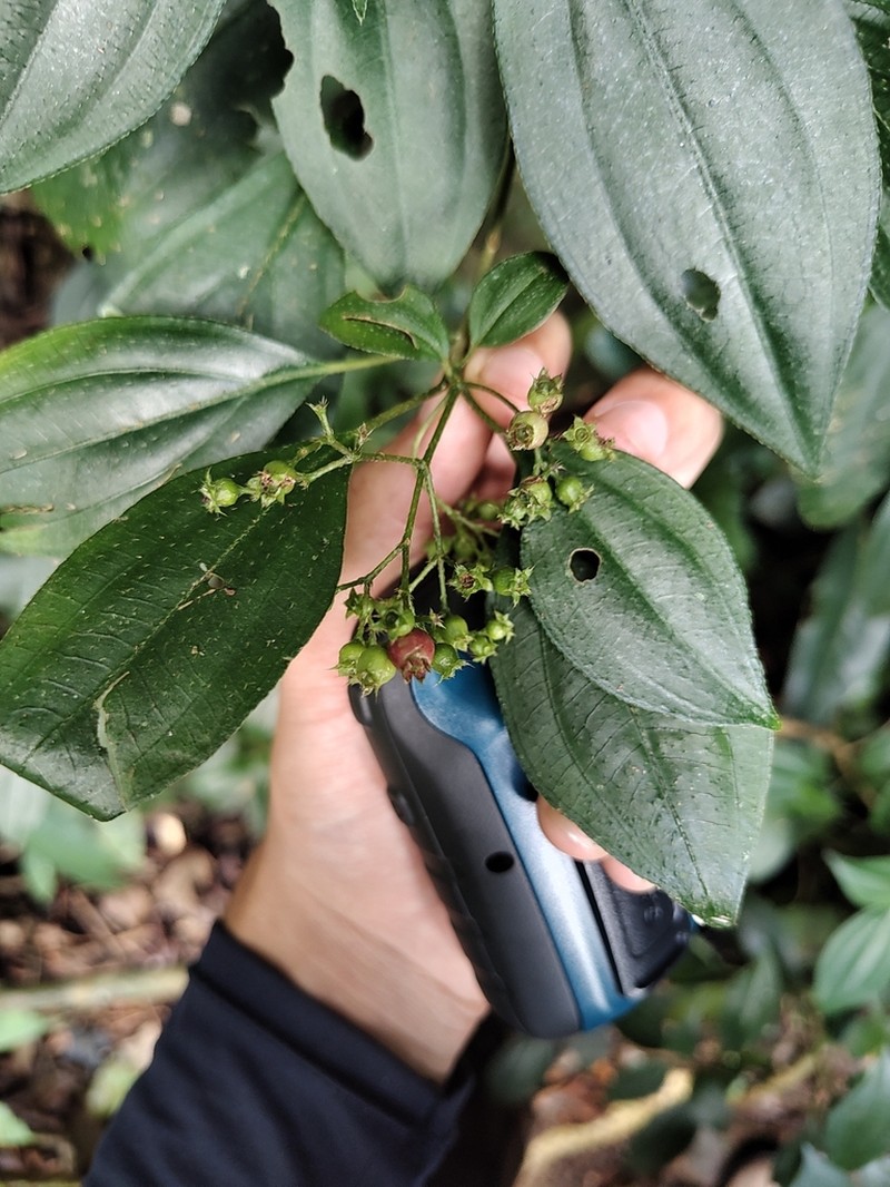 Miconia strigilliflora