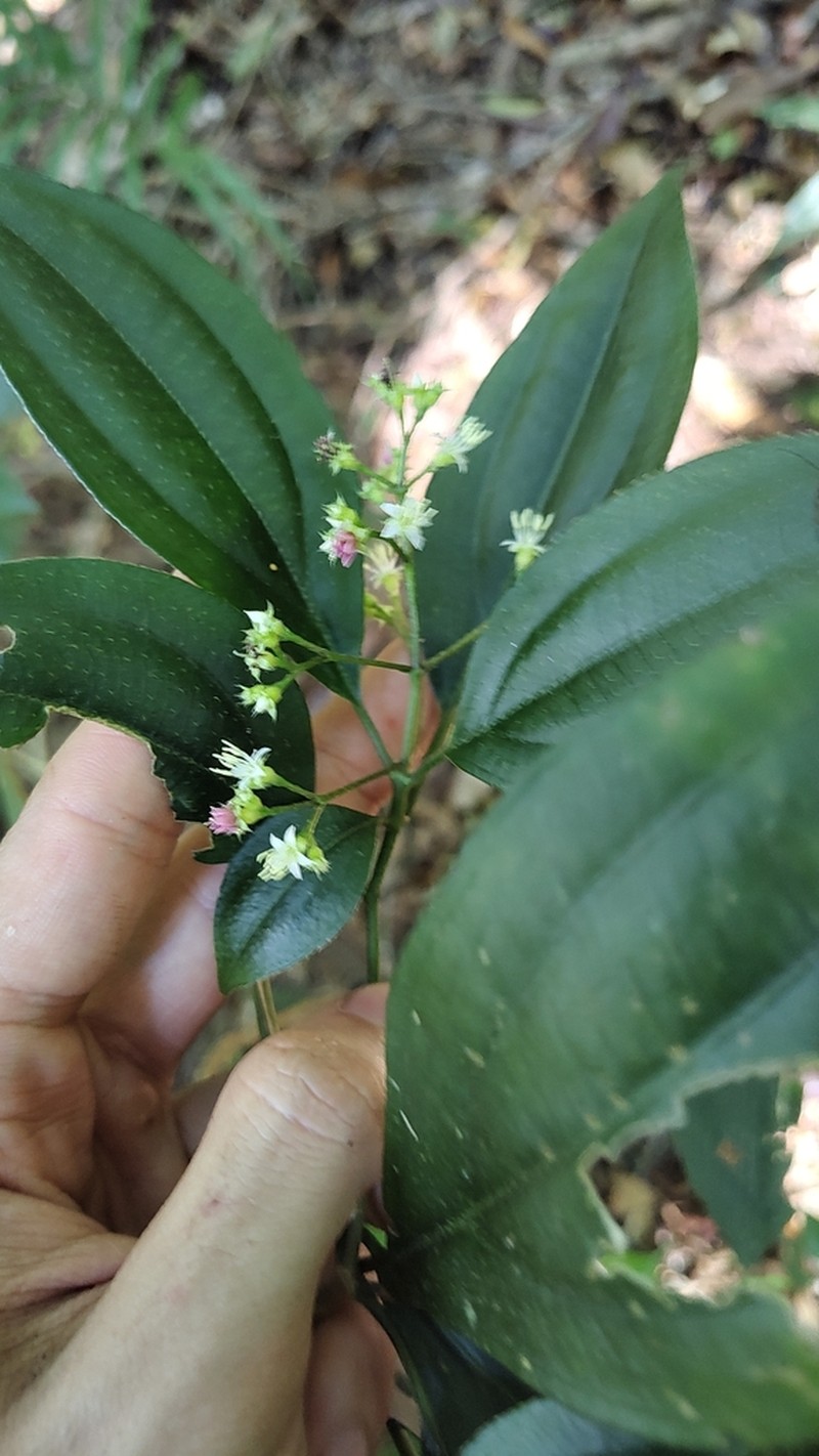 Miconia strigilliflora photo 2