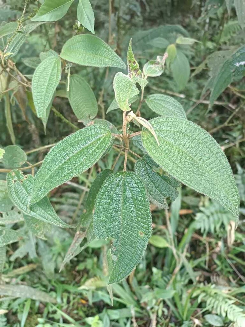 Miconia sublanata