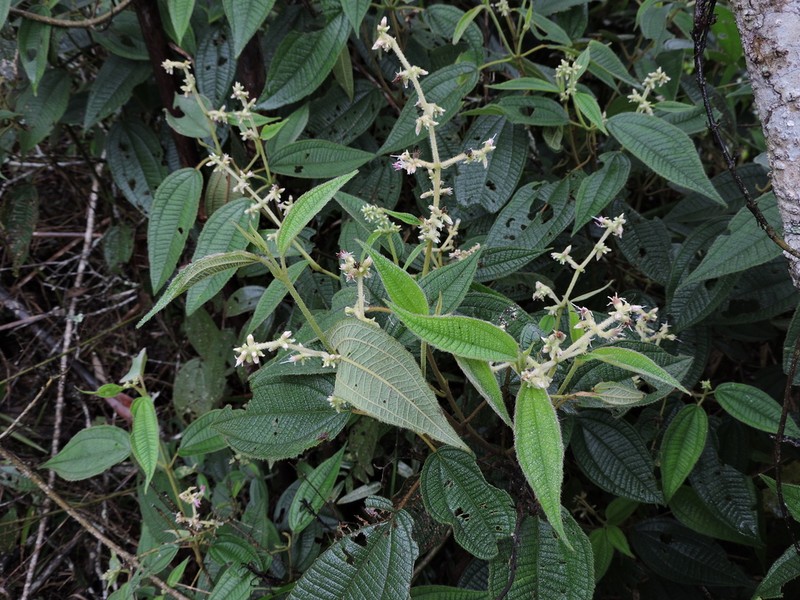 Miconia sublanata photo 2