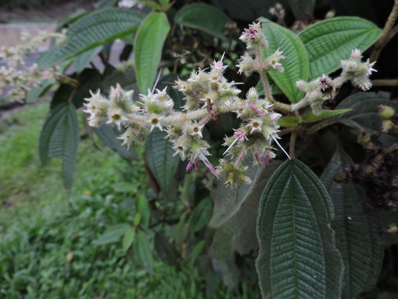 Miconia sublanata photo 3