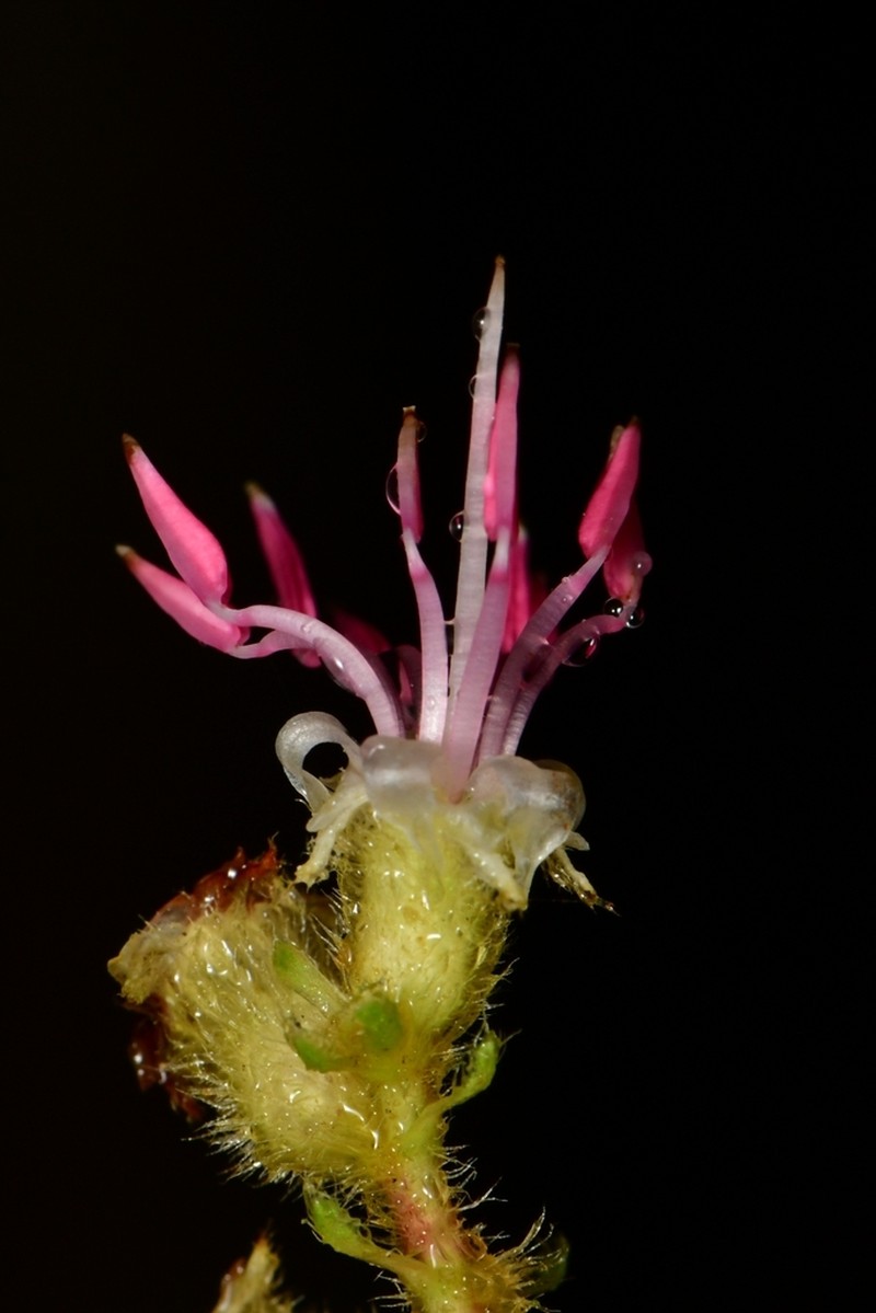 Miconia sublanata photo 4