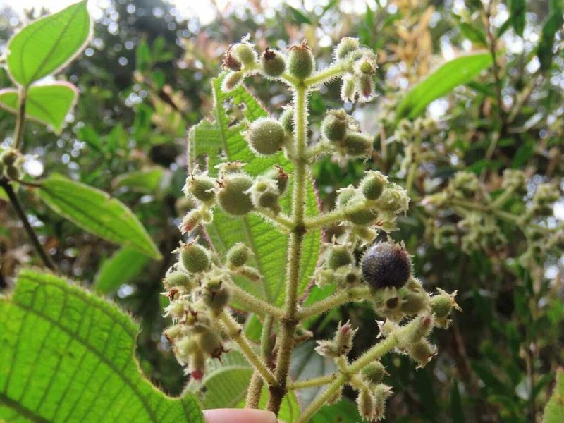 Miconia sublanata photo 5