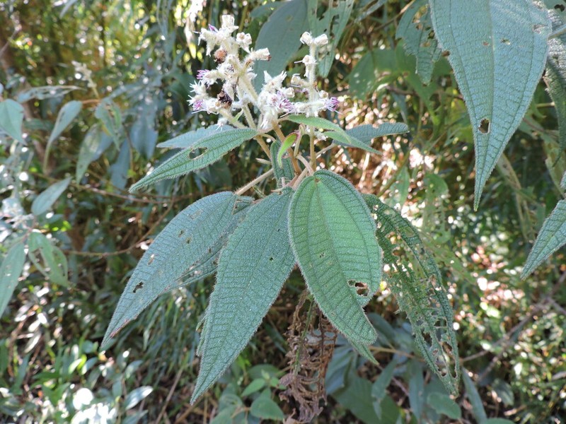 Miconia sublanata photo 6