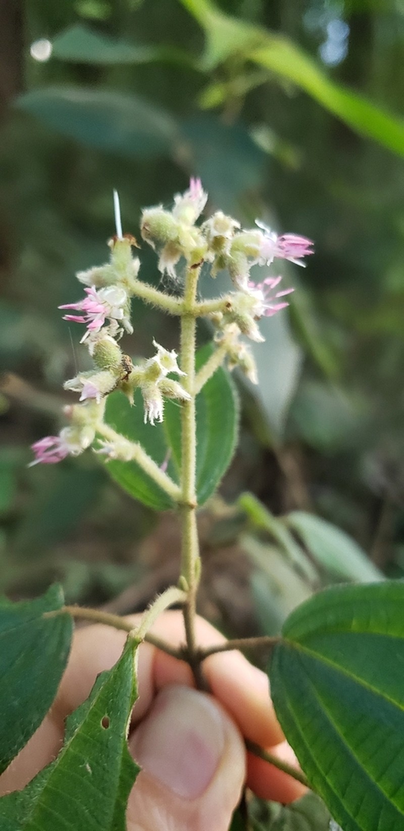 Miconia sublanata photo 7
