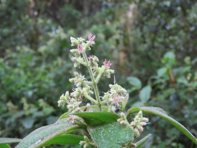 Miconia sublanata photo 8