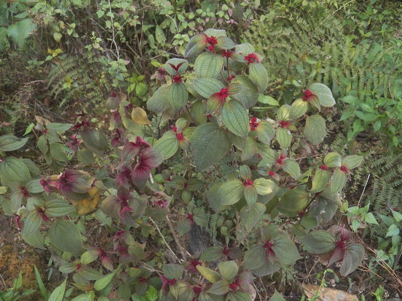 Miconia submontana
