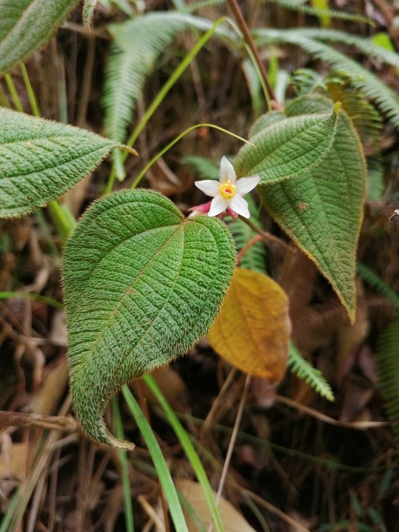Miconia submontana photo 2
