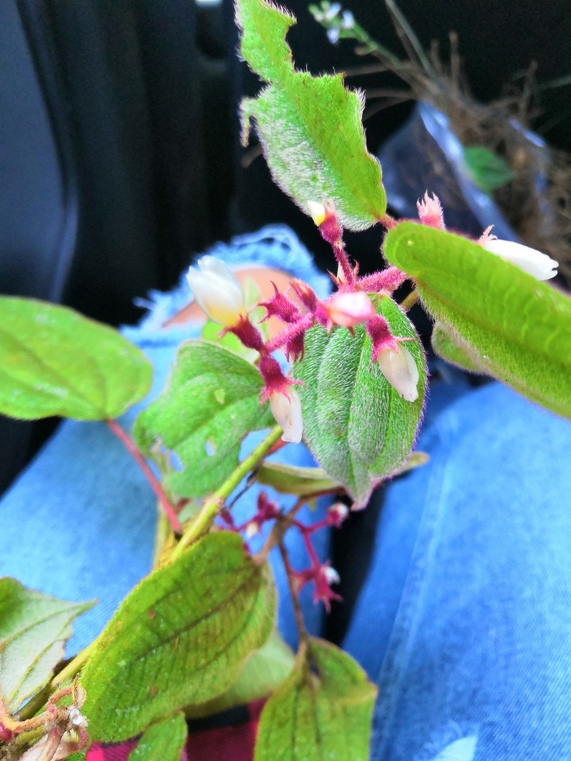 Miconia submontana photo 3