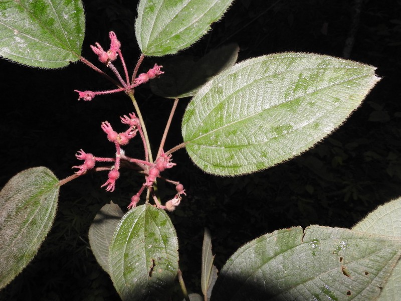 Miconia submontana photo 4