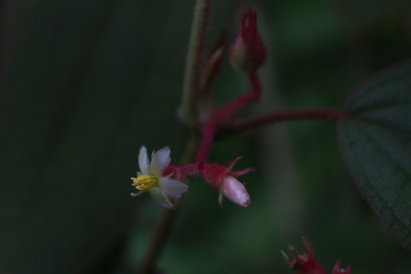 Miconia submontana photo 5