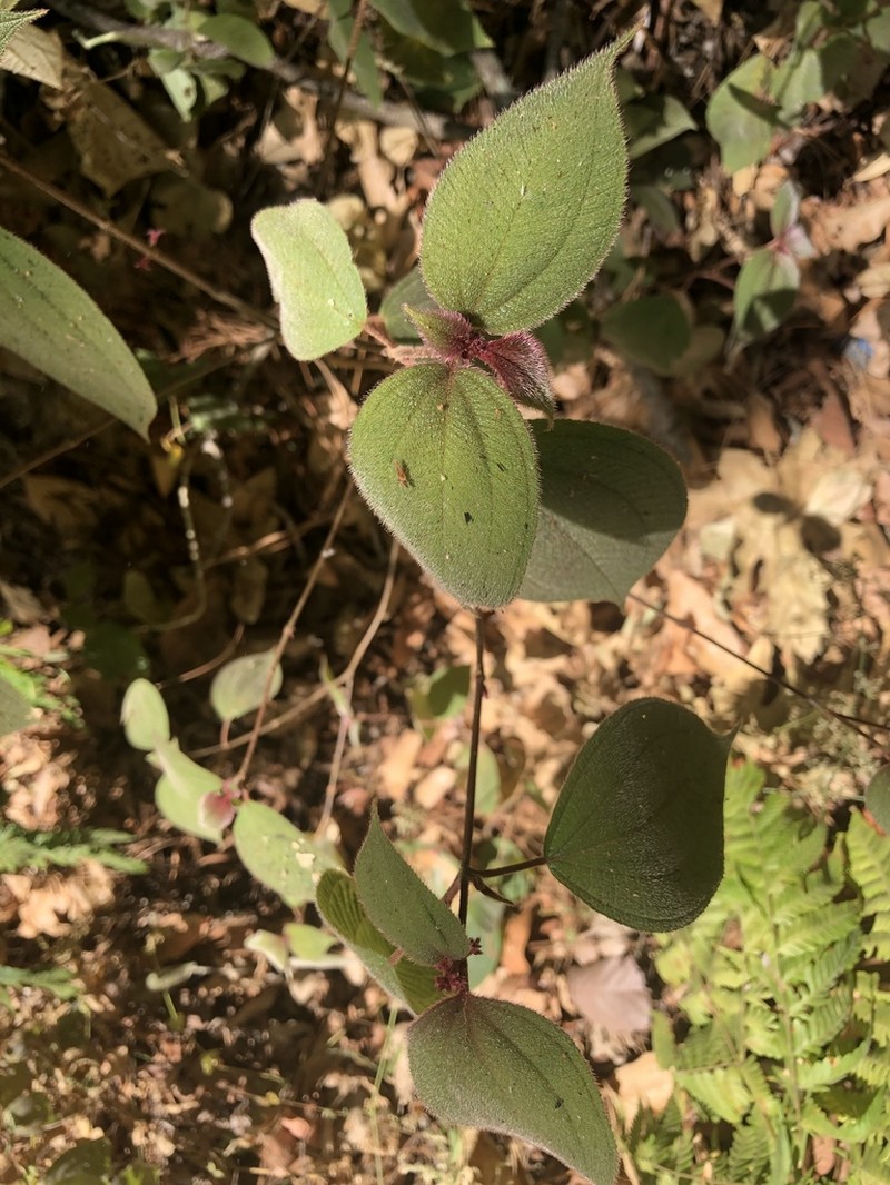Miconia submontana photo 6