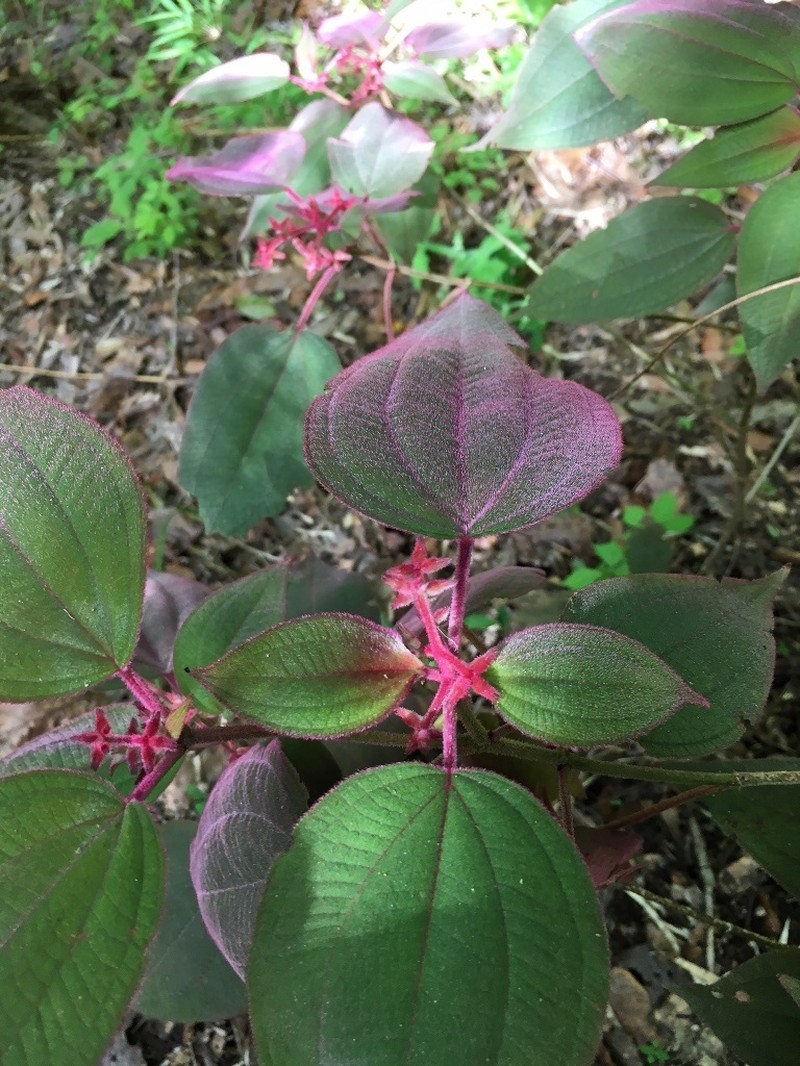 Miconia submontana photo 7