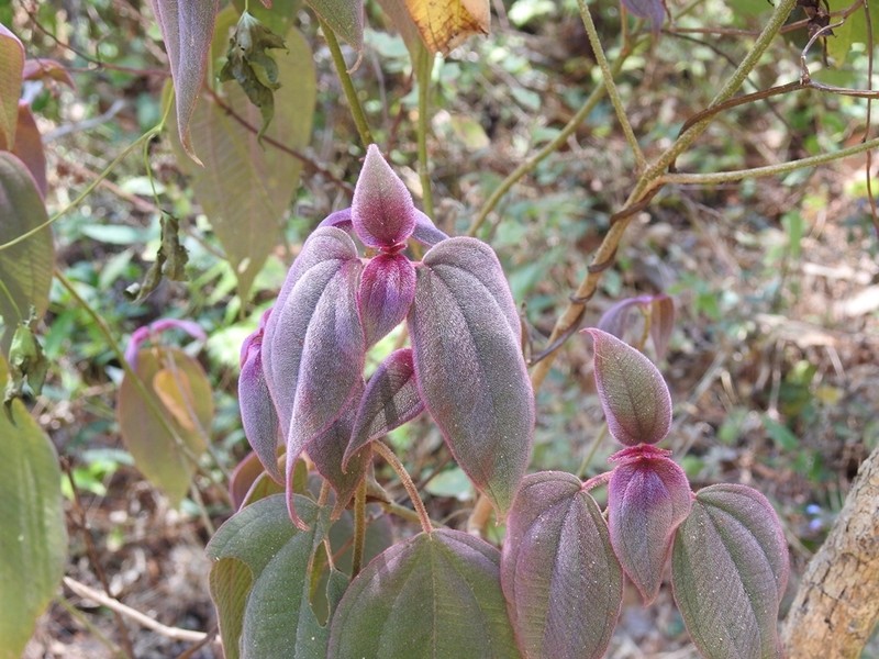 Miconia submontana photo 8