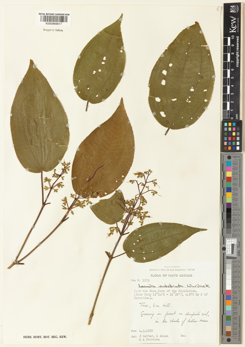 Miconia subobruta