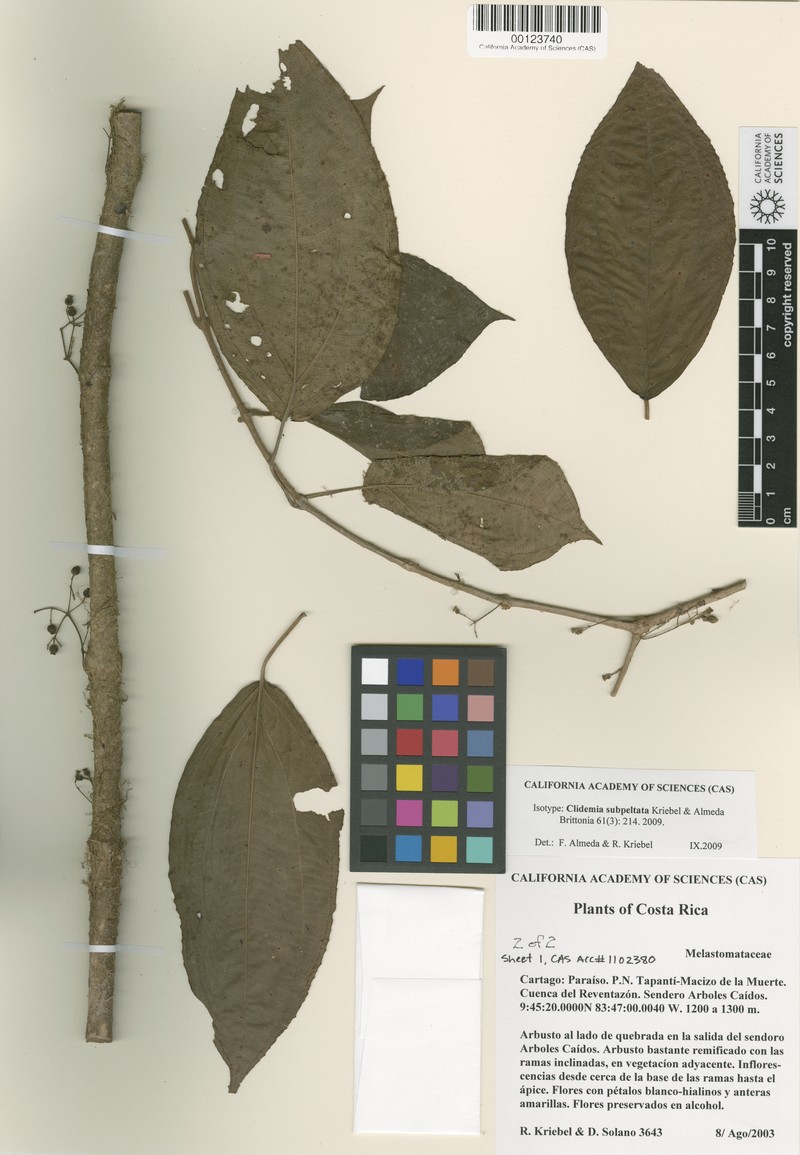 Miconia subpeltata