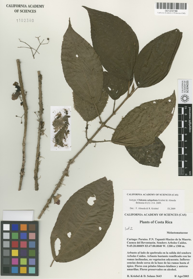 Miconia subpeltata photo 2