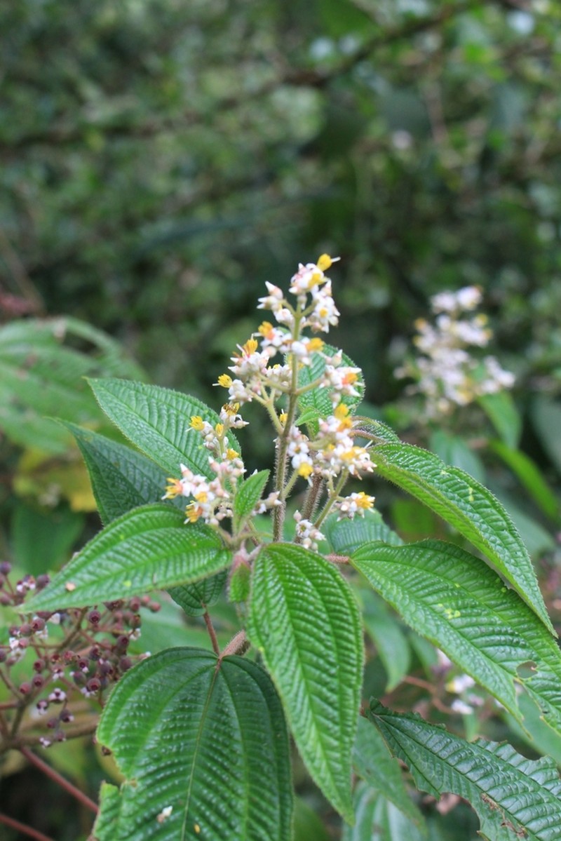 Miconia subseriata