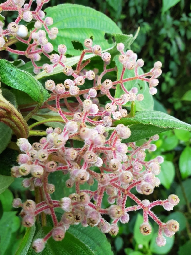 Miconia subseriata photo 2