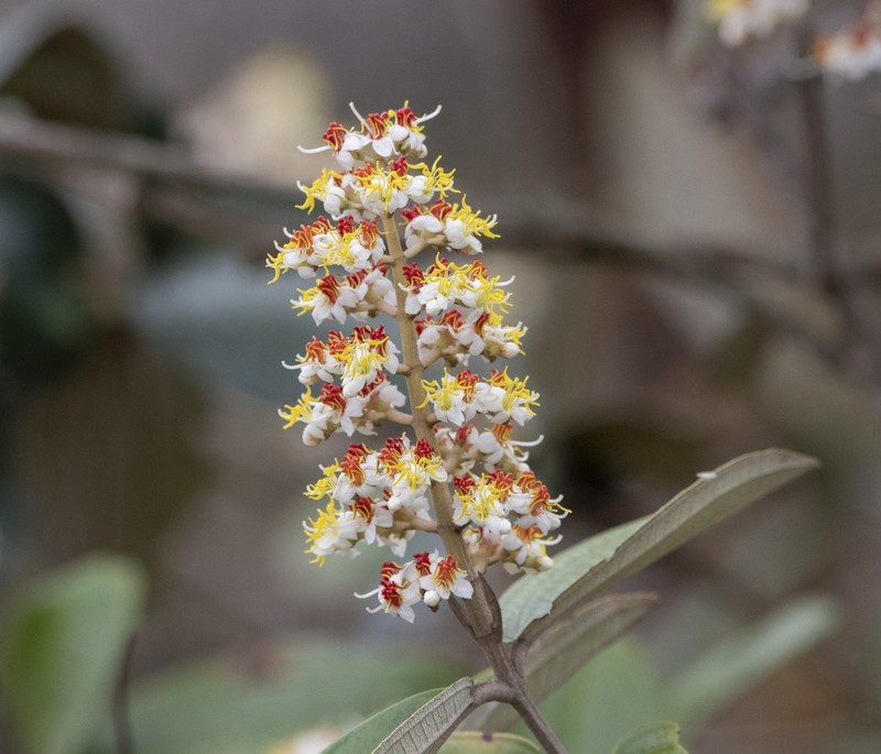 Miconia subseriata photo 3