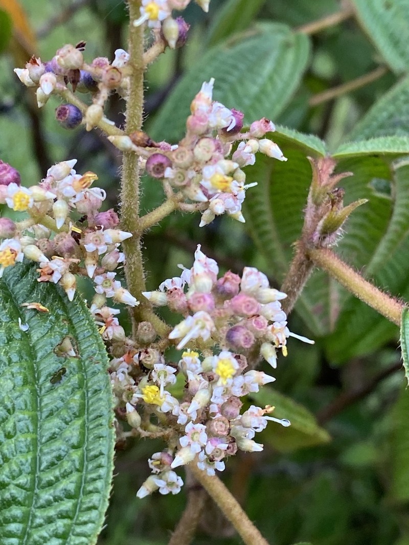 Miconia subseriata photo 4