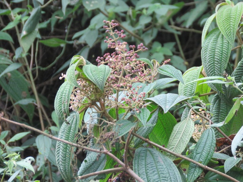 Miconia subseriata photo 5