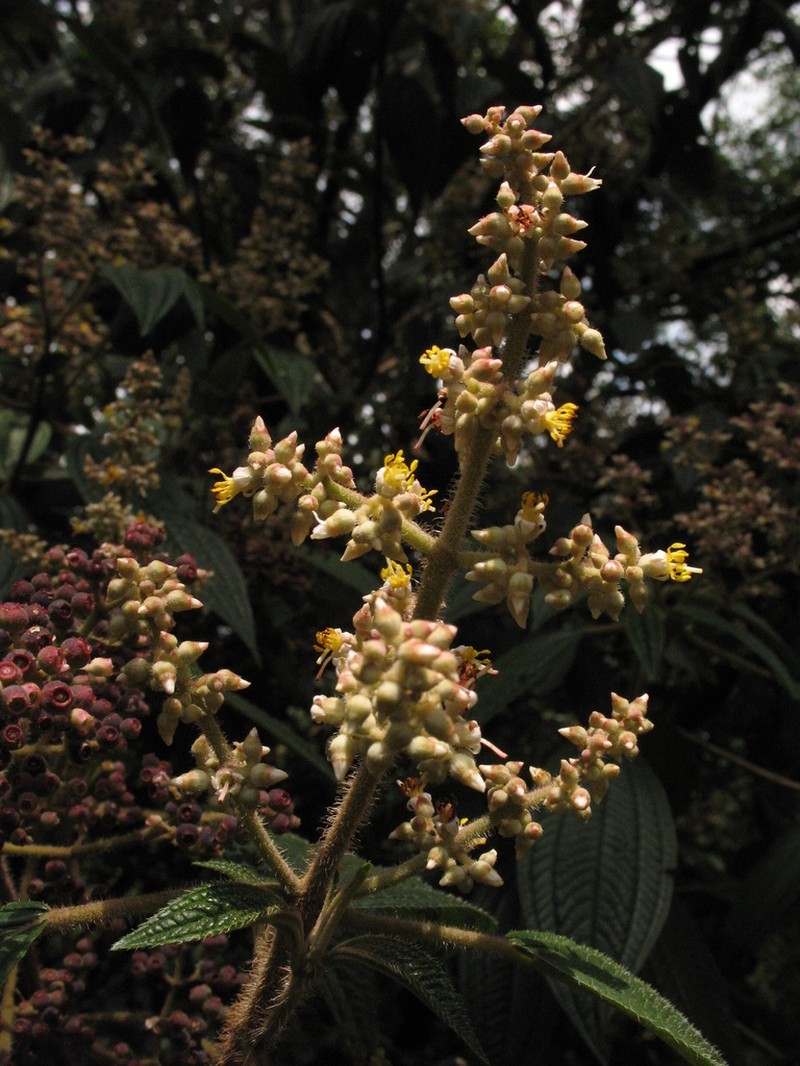 Miconia subseriata photo 6