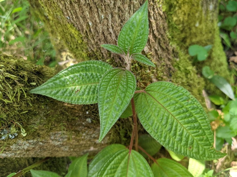 Miconia subseriata photo 7