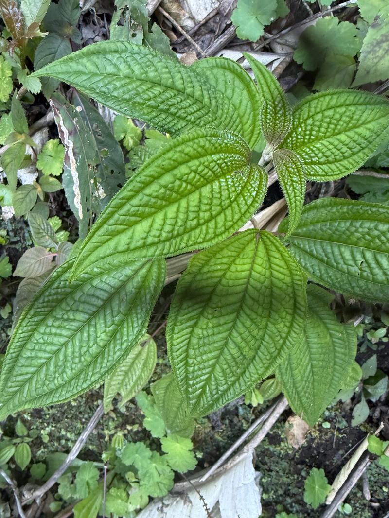 Miconia subseriata photo 8