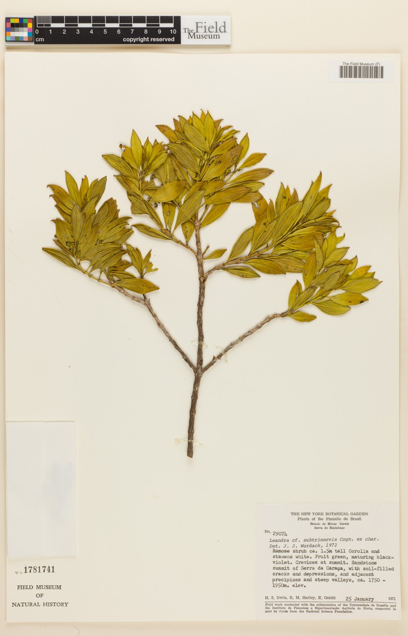 Miconia subtrinervis