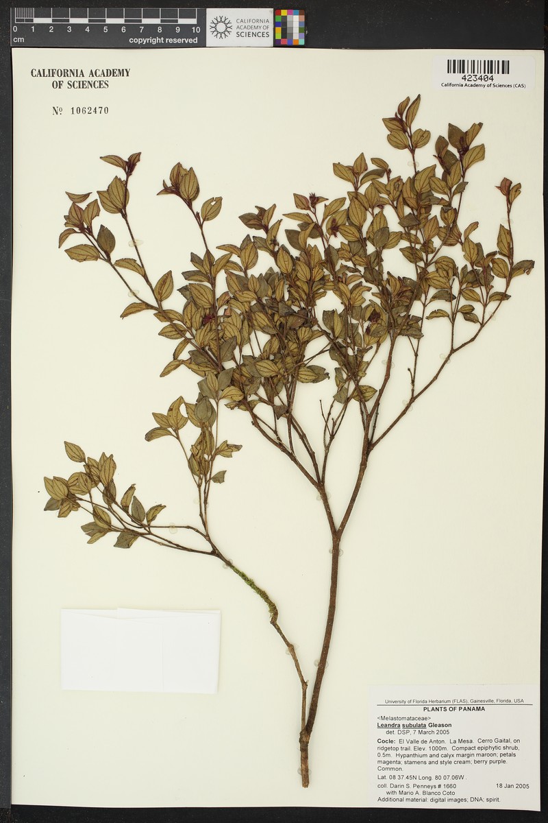 Miconia subulata