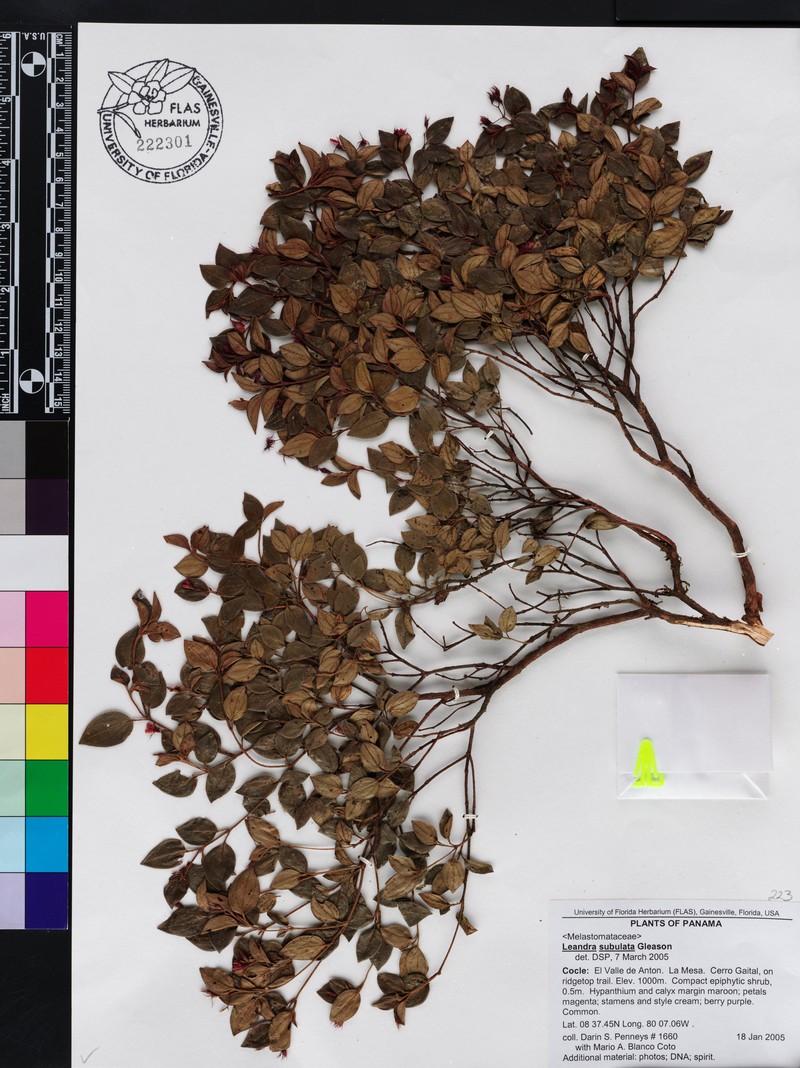 Miconia subulata photo 2