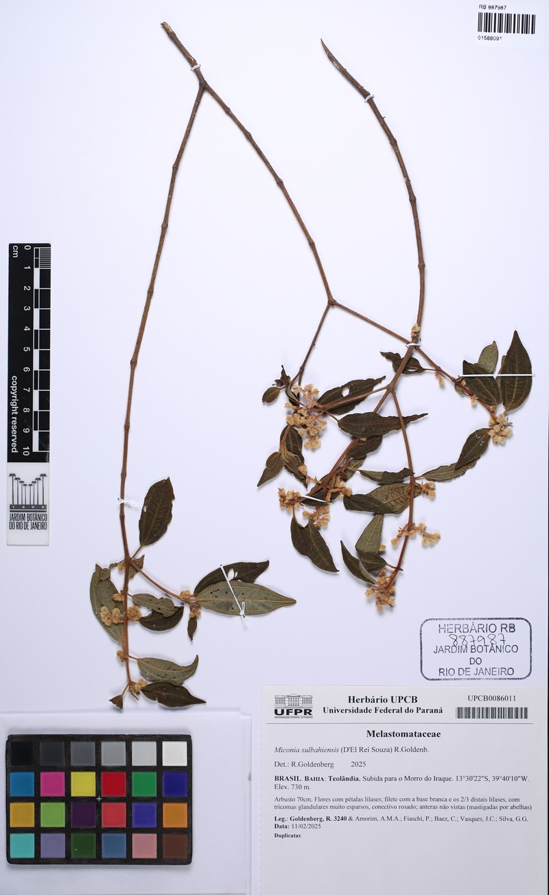 Miconia sulbahiensis