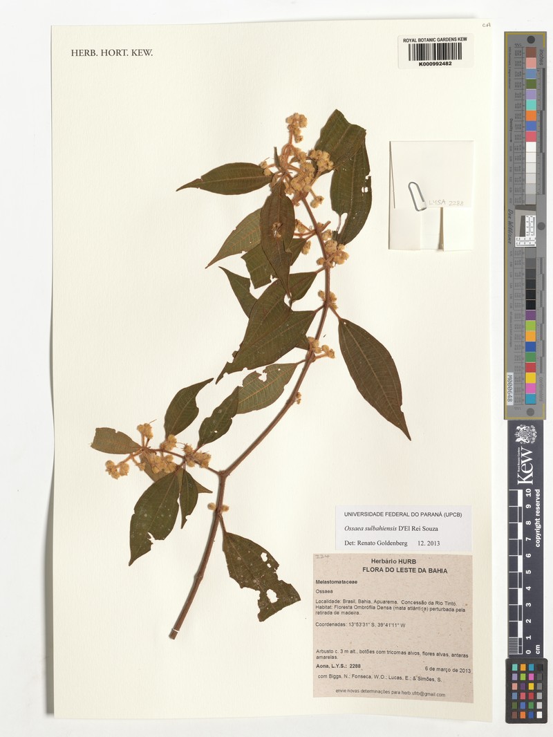Miconia sulbahiensis photo 2