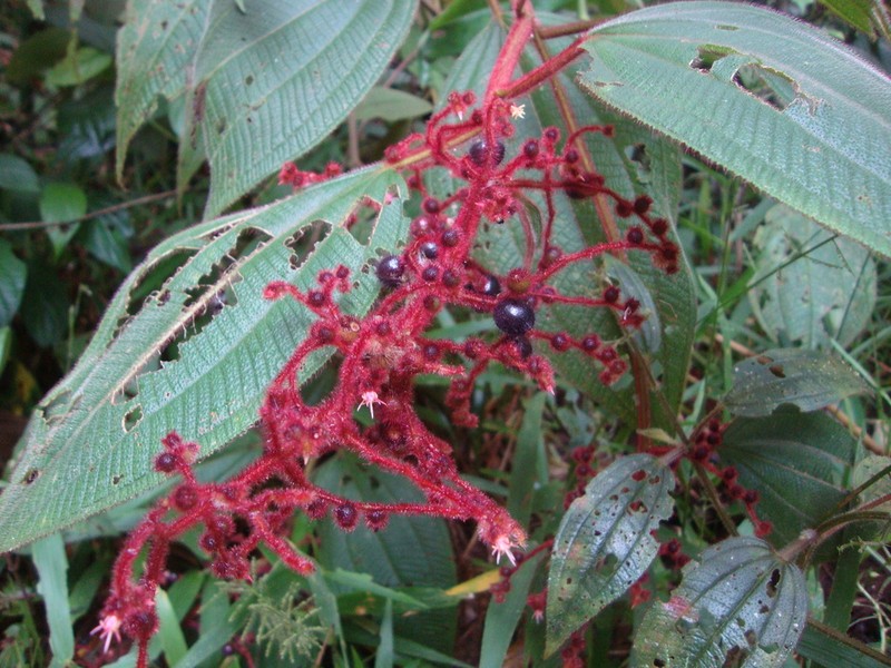 Miconia sulcicaulis