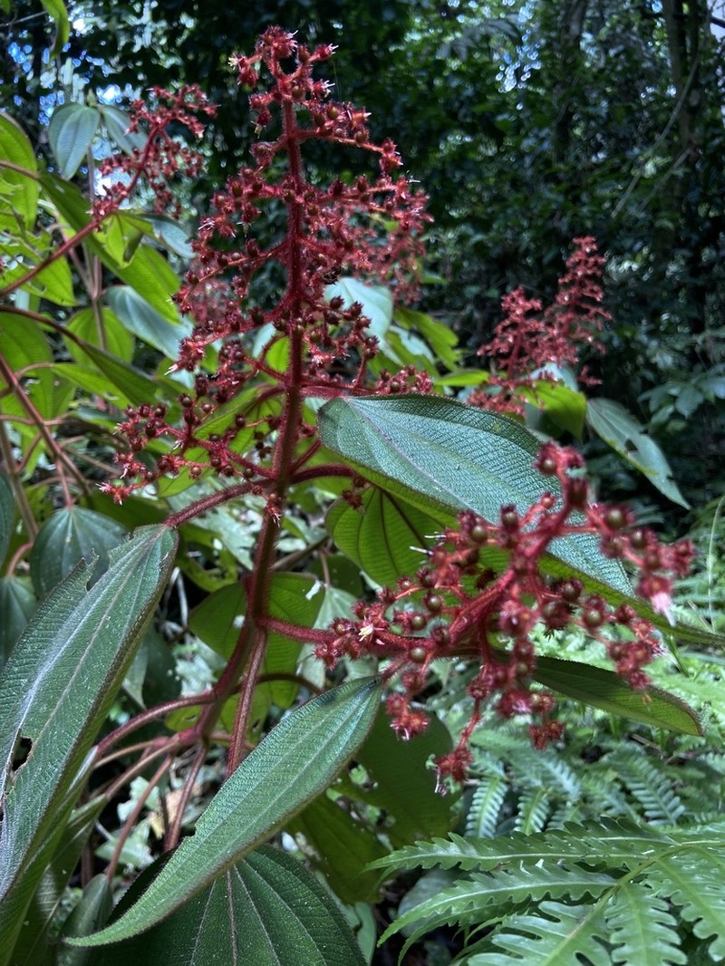 Miconia sulcicaulis photo 2
